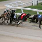 greyhound derby bet